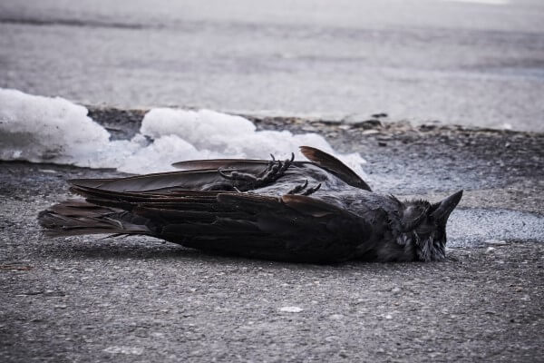 PEST CONTROL HERTFORD, Hertfordshire. Services: Dead Animal Removal. Expert Dead Animal Removal Services in Hertford